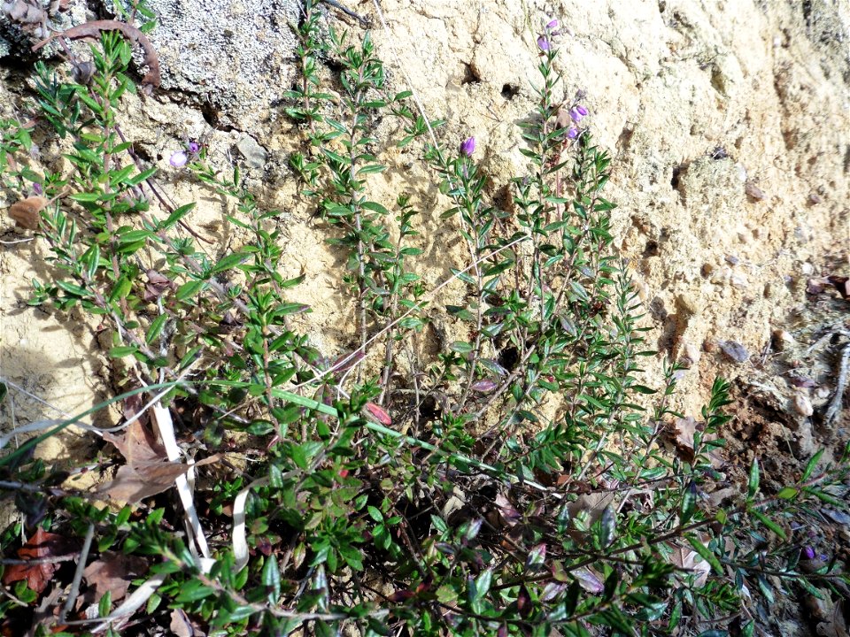 Daboecia cantabrica (Huds.) K.Koch, 1872