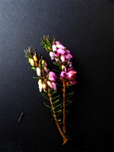 Erica x darleyensis Bean, 1914