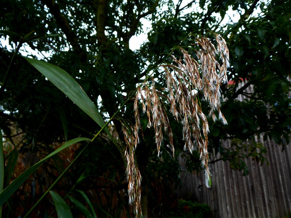 Phragmites australis (Cav.) Trin. ex Steud., 1840