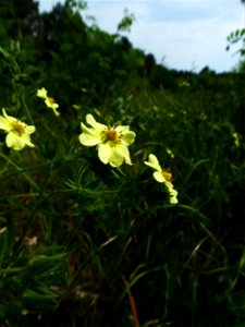 Potentilla recta L., 1753