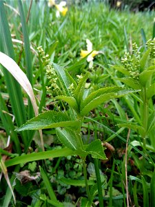 Mercurialis perennis L., 1753 photo