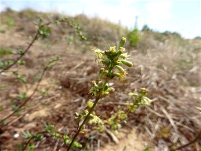 Silene otites (L.) Wibel, 1799