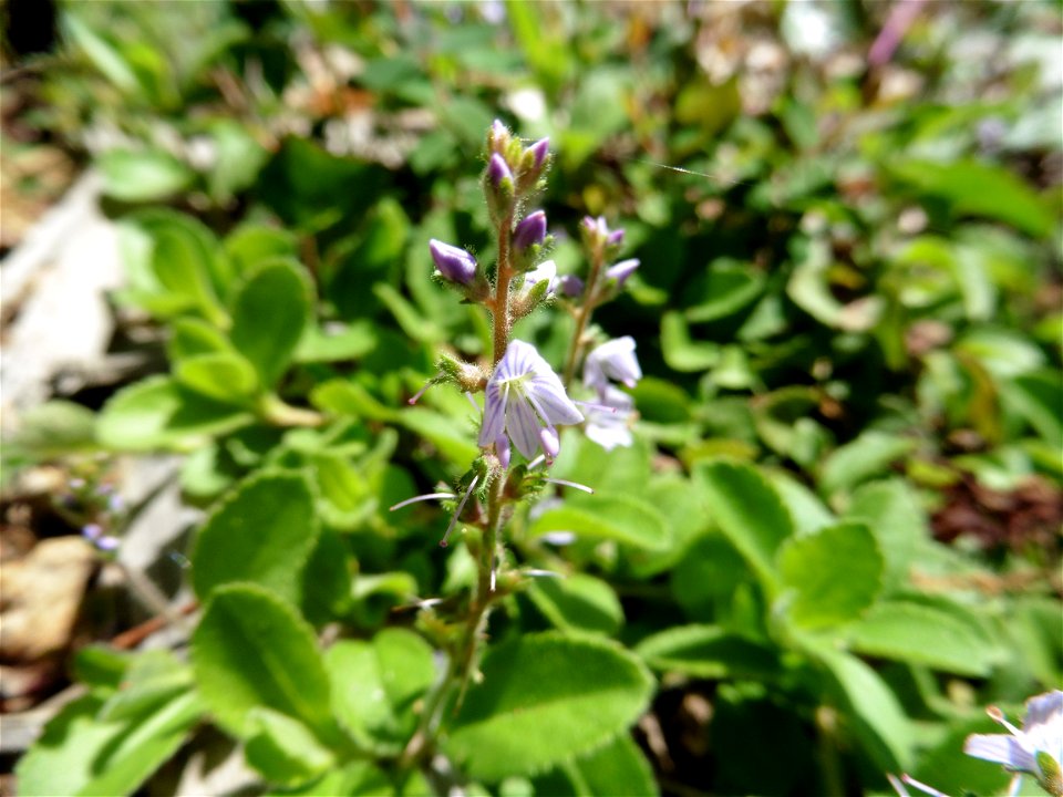 Verbena officinalis L., 1753