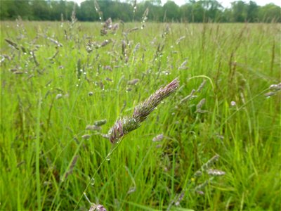 Dactylis glomerata L., 1753