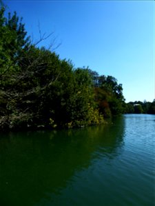 Ripisylves de la Charente
