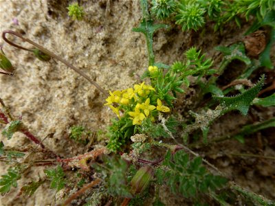 Galium arenarium Loisel., 1806