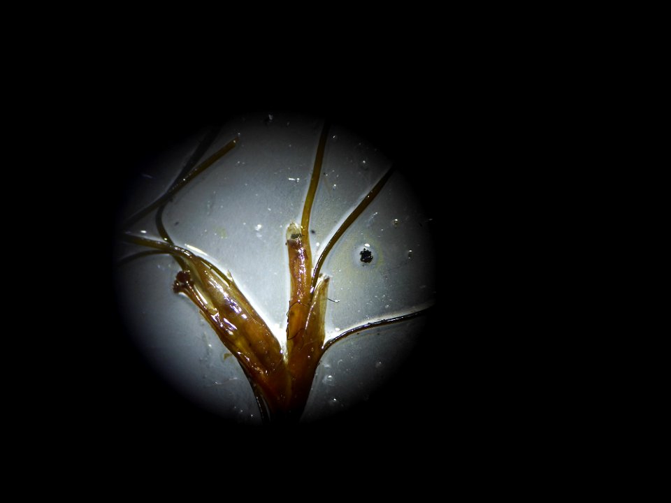 Althenia filiformis Petit, 1829