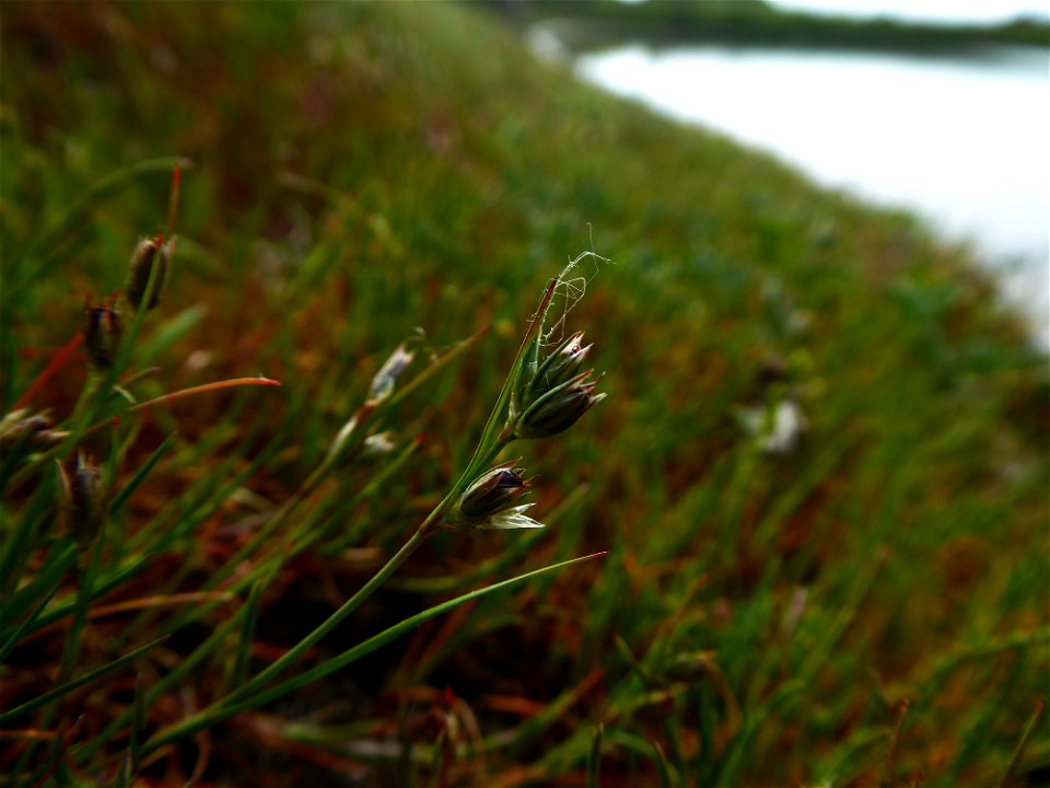 Juncus L., 1753
