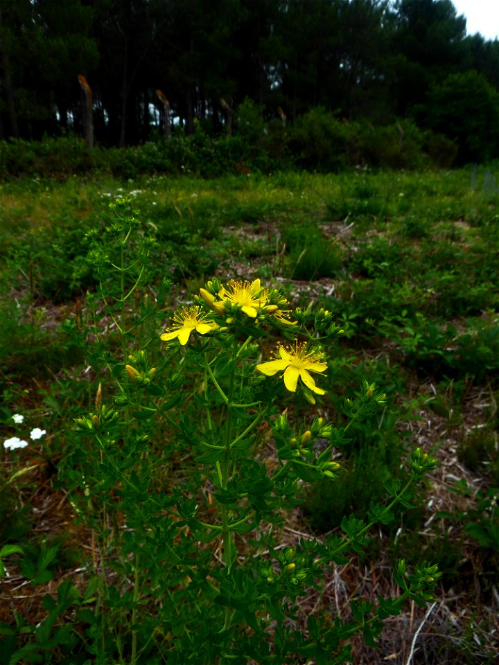 Hypericum perforatum L., 1753