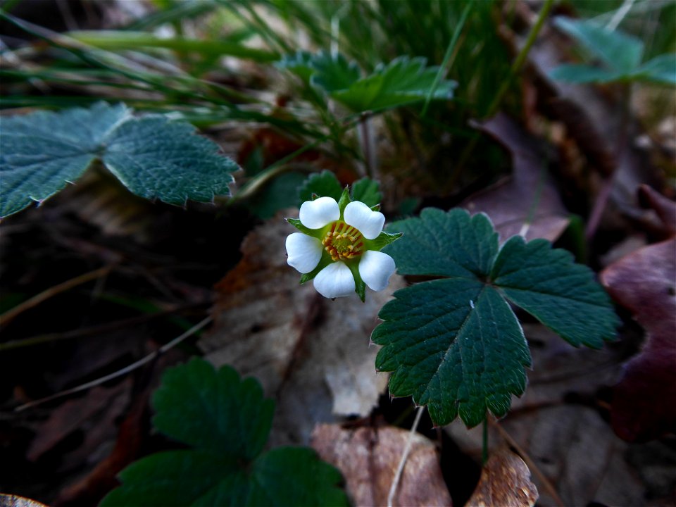 Potentilla sterilis (L.) Garcke, 1856
