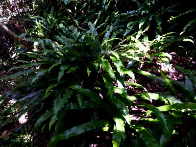 Asplenium scolopendrium L., 1753