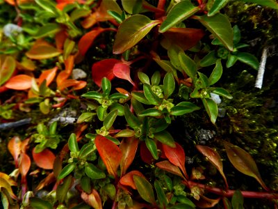 Ludwigia palustris (L.) Elliott, 1817