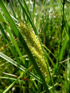 Carex rostrata Stokes, 1787