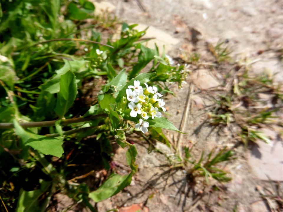 Calepina irregularis (Asso) Thell., 1905