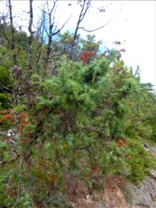 Juniperus communis L., 1753
