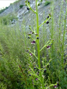 Scrophularia canina subsp. canina L., 1753