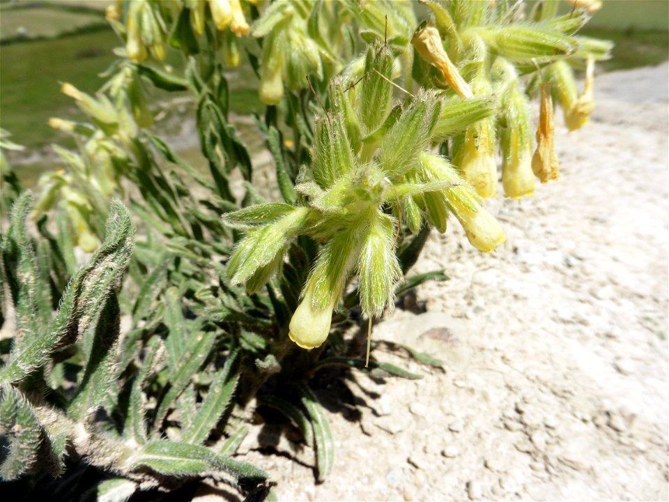 Onosma tricerosperma subsp. fastigiata (Braun-Blanq.) G.López, 1994