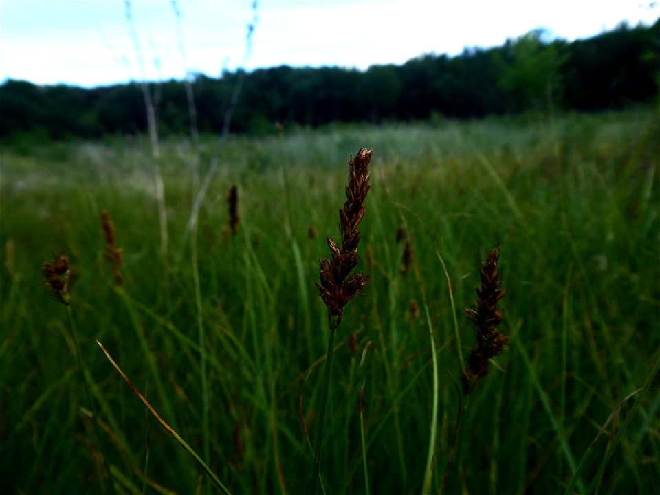 Carex disticha Huds., 1762