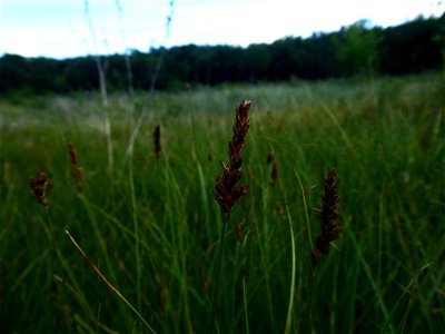 Carex disticha Huds., 1762