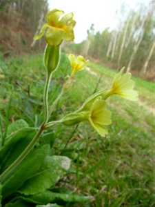 Primula x polyantha Mill., 1768