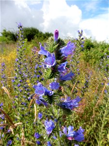 Echium vulgare L., 1753