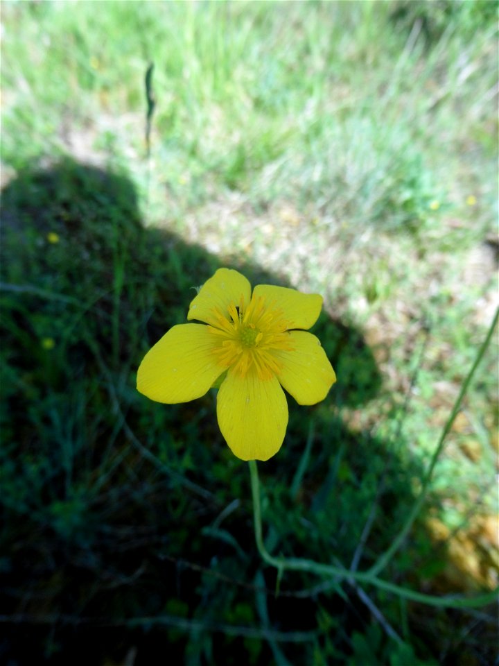 Fumana procumbens (Dunal) Gren. & Godr., 1847