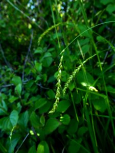 Carex sylvatica Huds., 1762