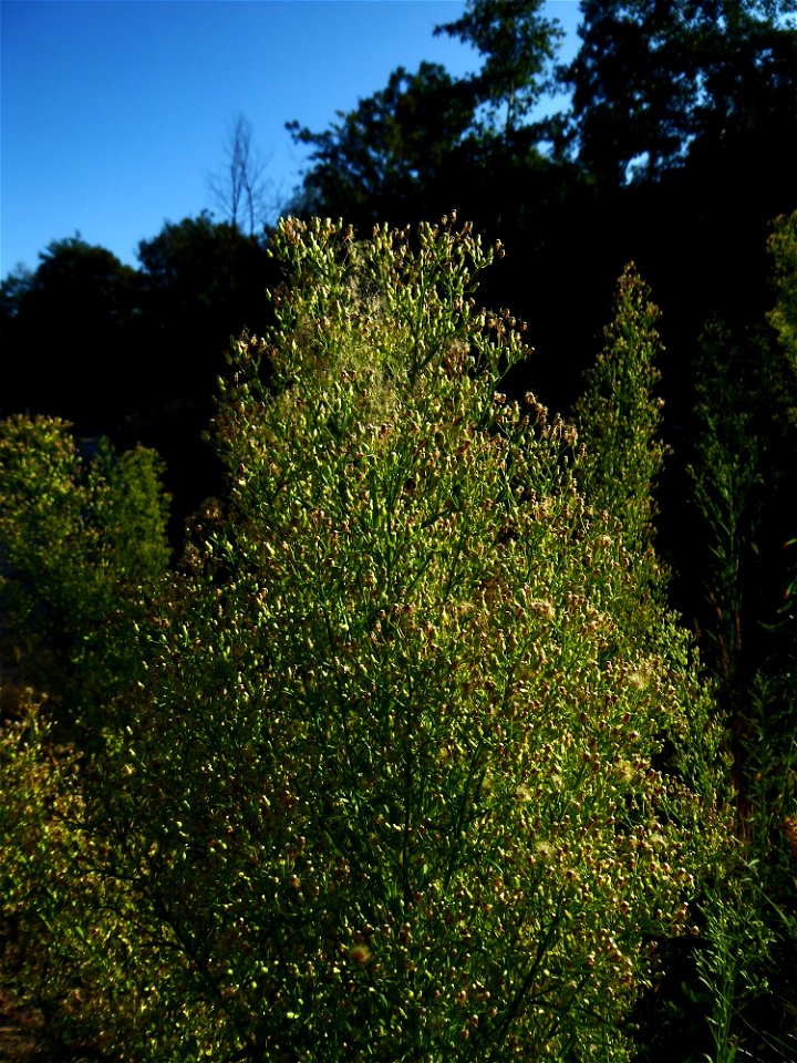 Erigeron canadensis L., 1753