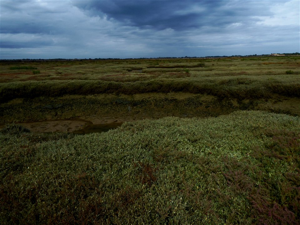 Prés salés, Ile de Ré