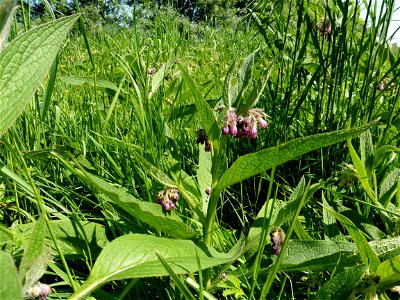 Symphytum officinale L., 1753