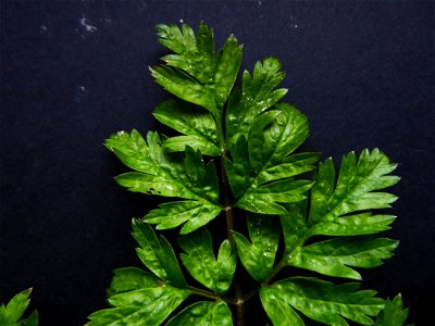 Anthriscus sylvestris (L.) Hoffm., 1814