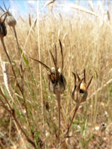 Agrostemma githago L., 1753
