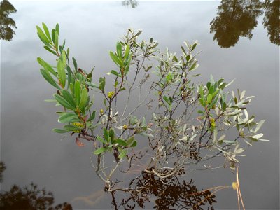 Myrica gale L., 1753