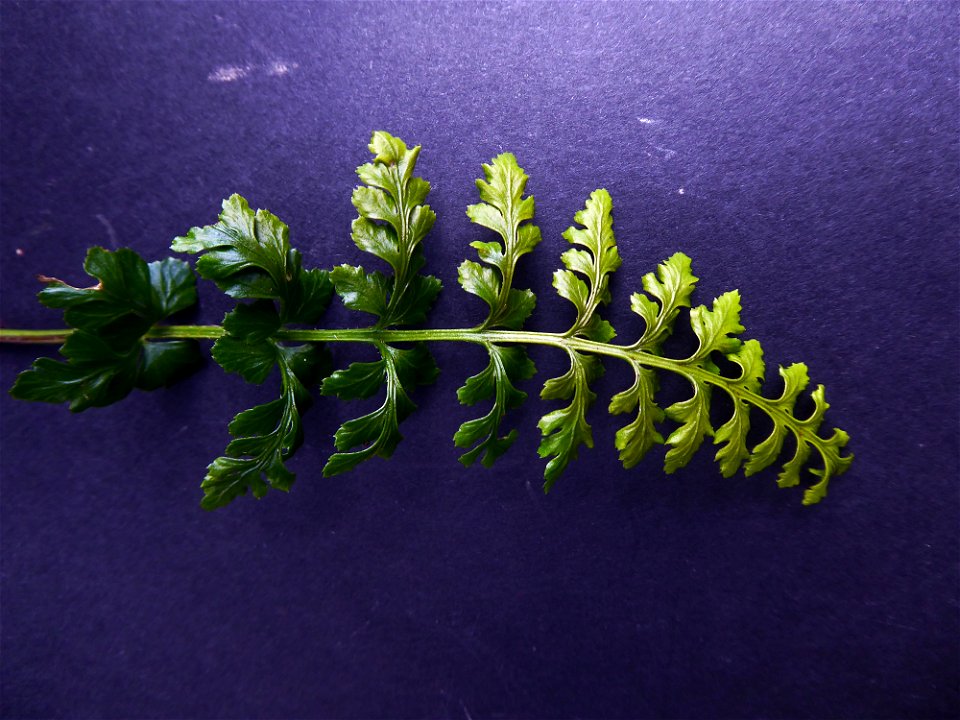 Asplenium obovatum subsp. billotii (F.W.Schultz) O.Bolòs, Vigo, Massales & Ninot, 1990