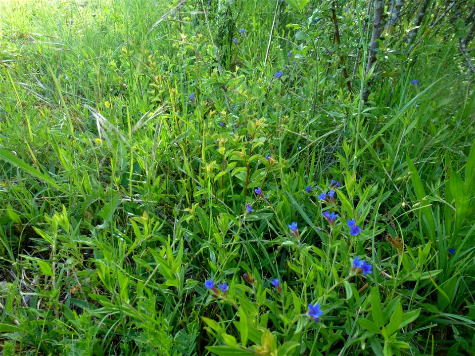 Aegonychon purpurocaeruleum (L.) Holub, 1973