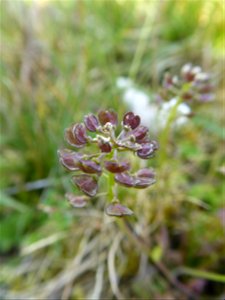 Teesdalia nudicaulis (L.) W.T.Aiton, 1812