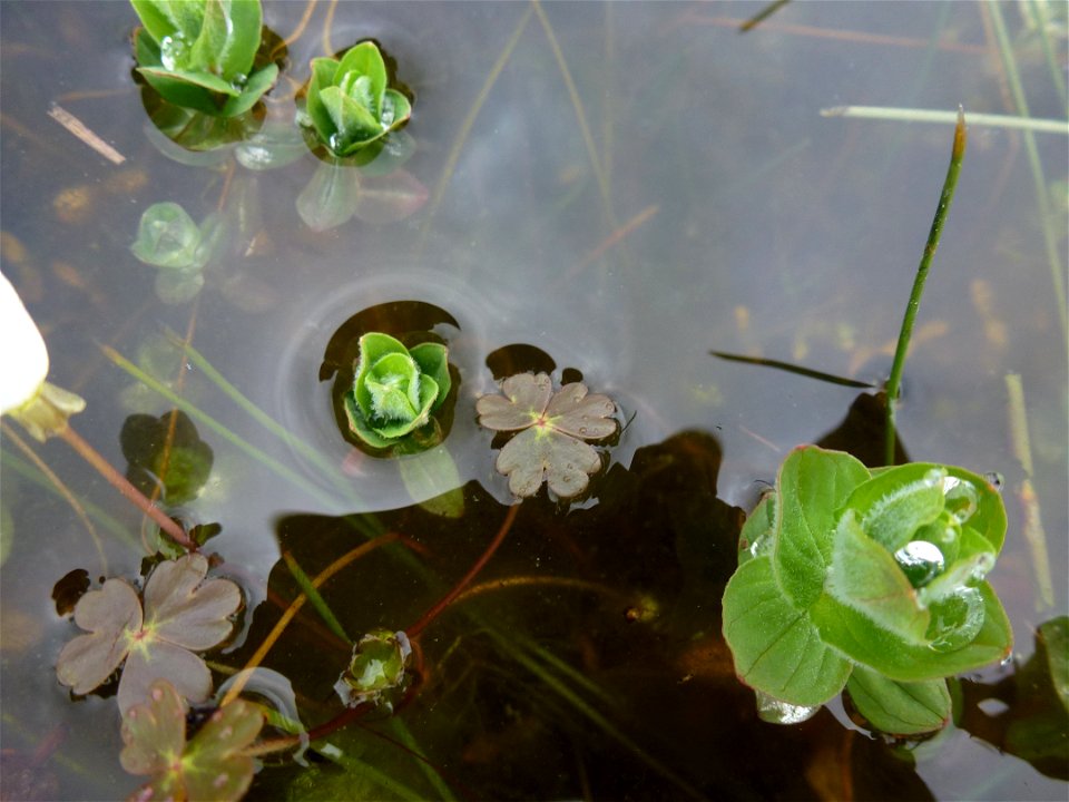 Ranunculus ololeucos J.Lloyd, 1844