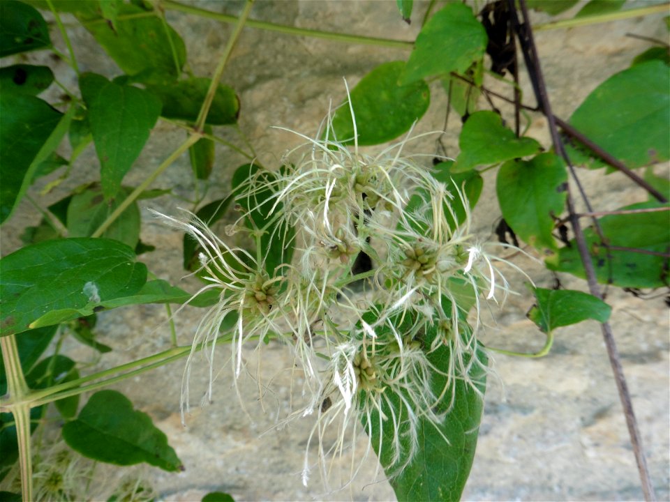 Clematis vitalba L., 1753