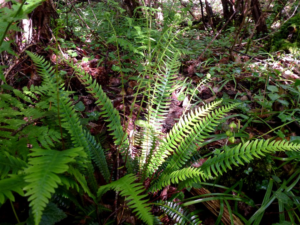 Struthiopteris spicant (L.) Weiss, 1770