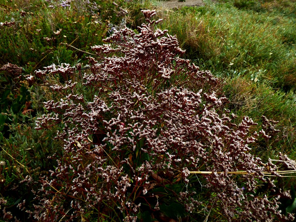Limonium vulgare Mill., 1768