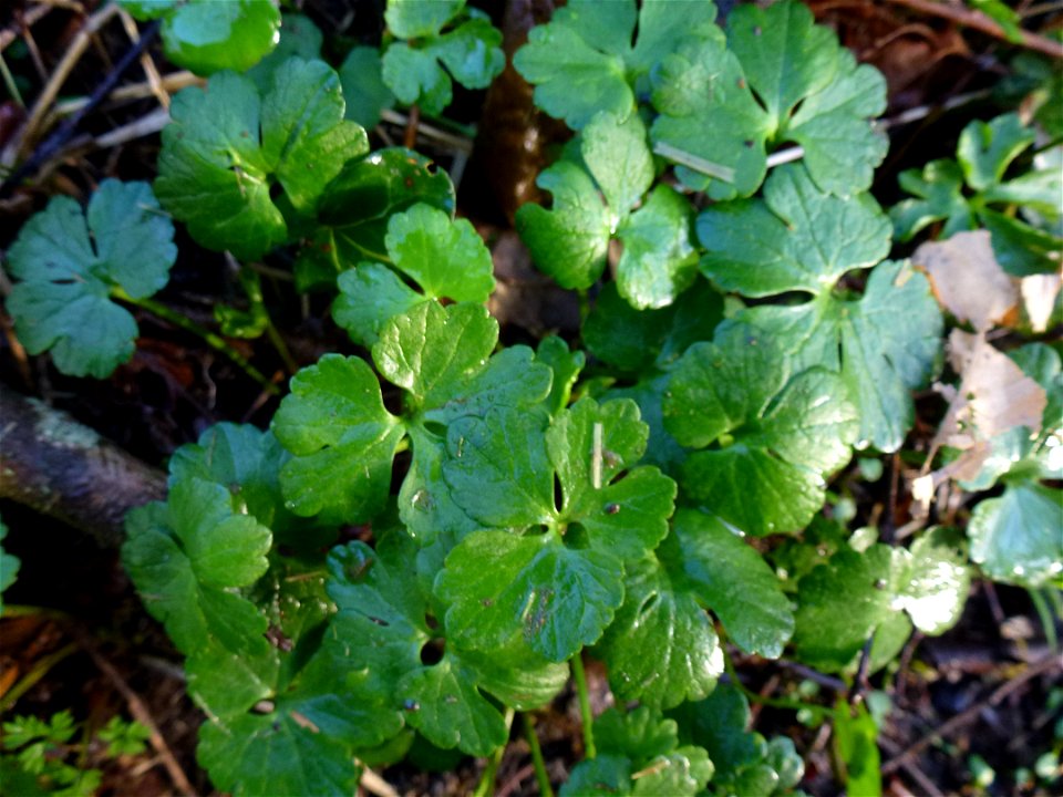 Ranunculus auricomus L., 1753