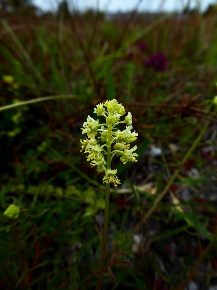 Reseda lutea L., 1753