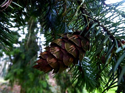 Pseudotsuga menziesii (Mirb.) Franco, 1950