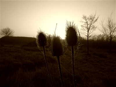 Dipsacus fullonum L., 1753