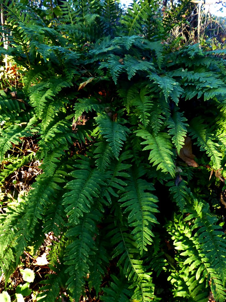 Polypodium L., 1753