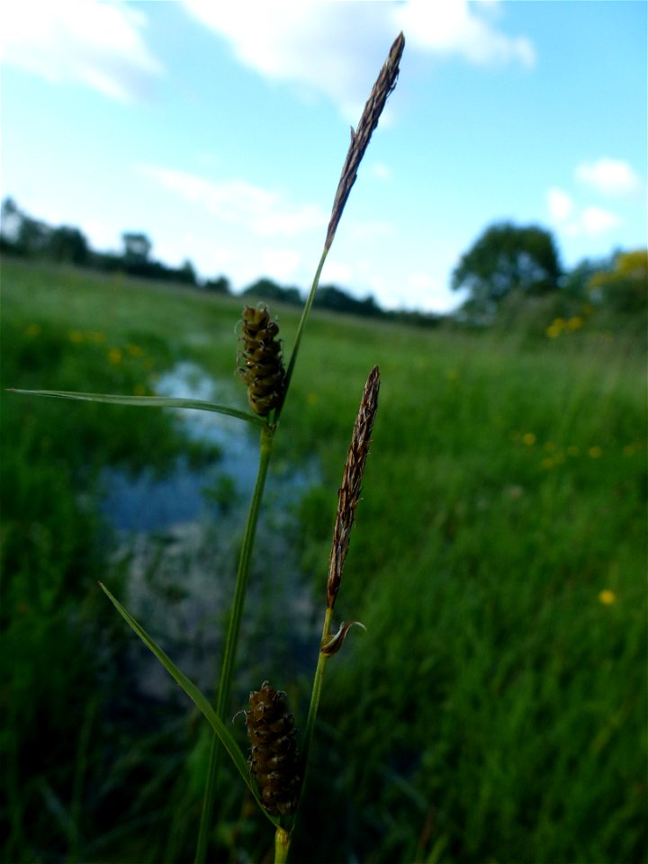 Carex tomentosa L., 1767