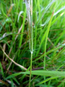 Luzula campestris (L.) DC., 1805