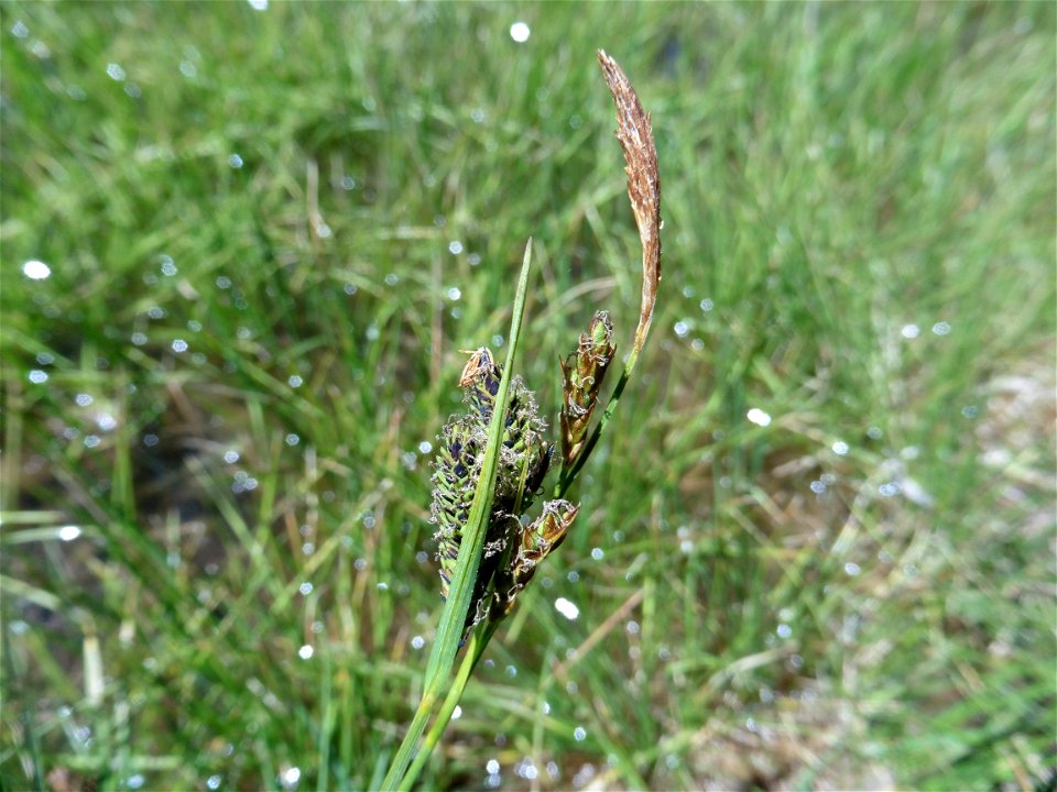 Carex nigra (L.) Reichard, 1778