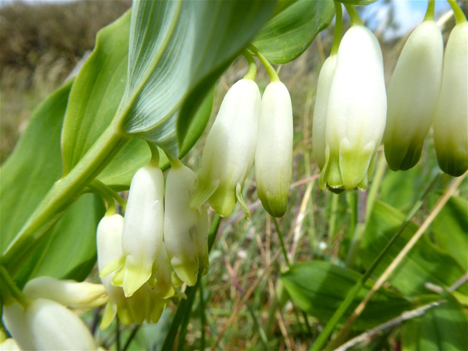 Polygonatum odoratum (Mill.) Druce, 1906