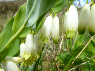 Polygonatum odoratum (Mill.) Druce, 1906